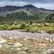 Image for article titled Hunting Alaska's Most Elusive Big Game